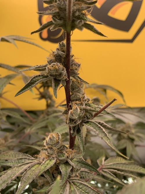 7.Grow: Kmintz & Radical Juice. Week 20 - 25.5. Radical Juice #2