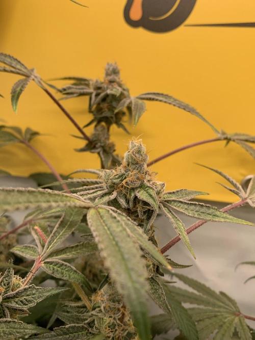 7.Grow: Kmintz & Radical Juice. Week 20 - 25.5. Radical Juice #2