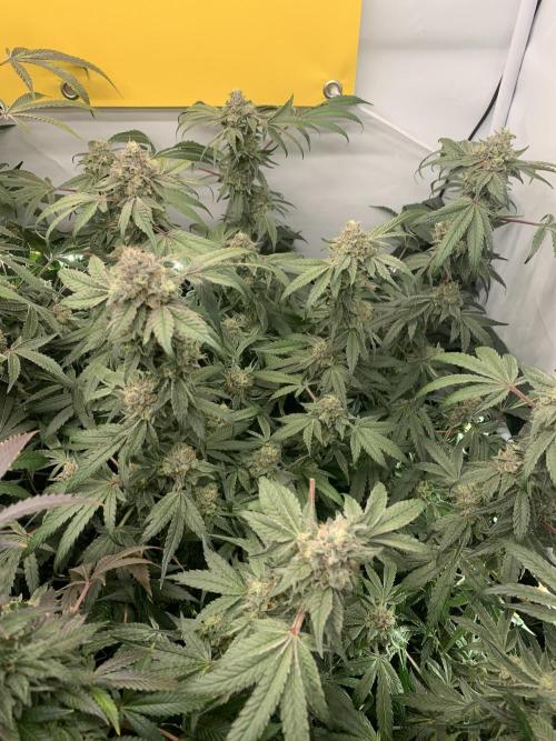 7.Grow: Kmintz & Radical Juice. Week 20 - 25.5. Kmintz 