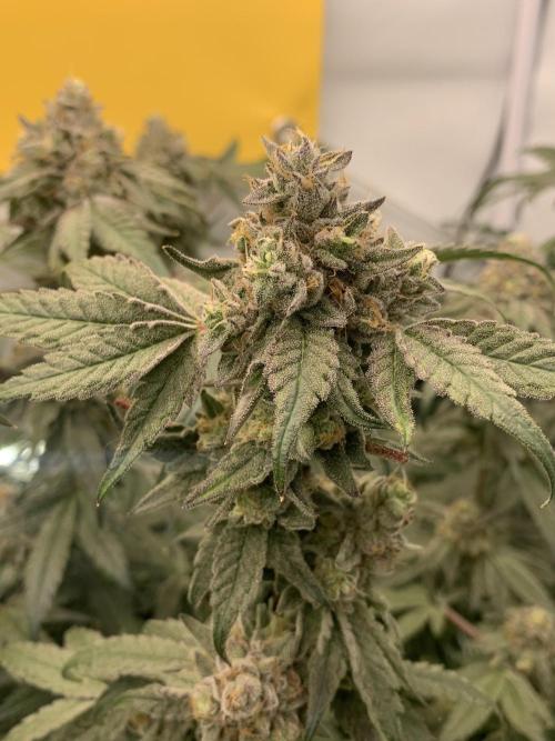 7.Grow: Kmintz & Radical Juice. Week 20 - 25.5. Kmintz 