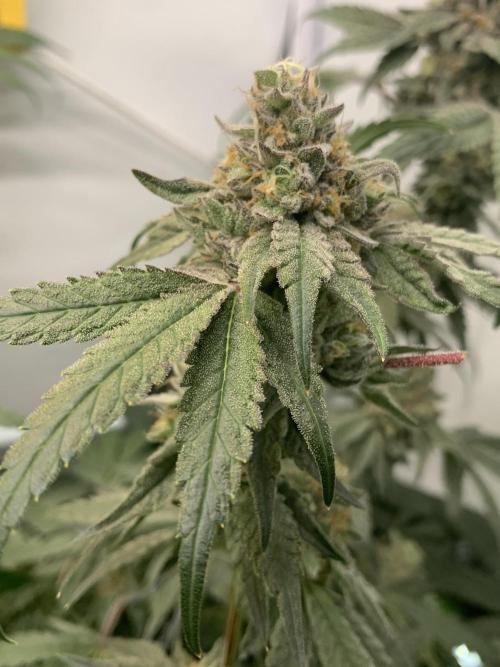 7.Grow: Kmintz & Radical Juice. Week 20 - 25.5. Kmintz 