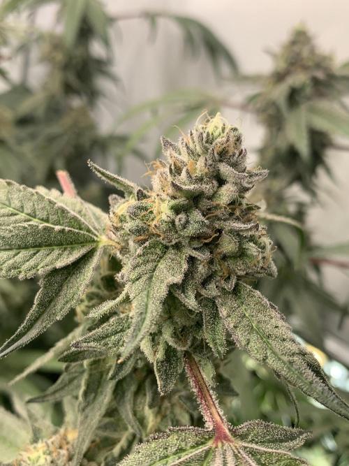 7.Grow: Kmintz & Radical Juice. Week 20 - 25.5. Kmintz 