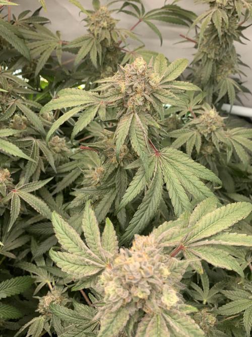7.Grow: Kmintz & Radical Juice. Week 20 - 25.5. Kmintz 