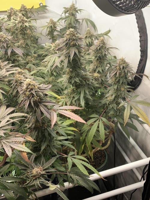 1.Bonsai: Lemon Cherry Runtz✌️. Week 28 - 25.5.