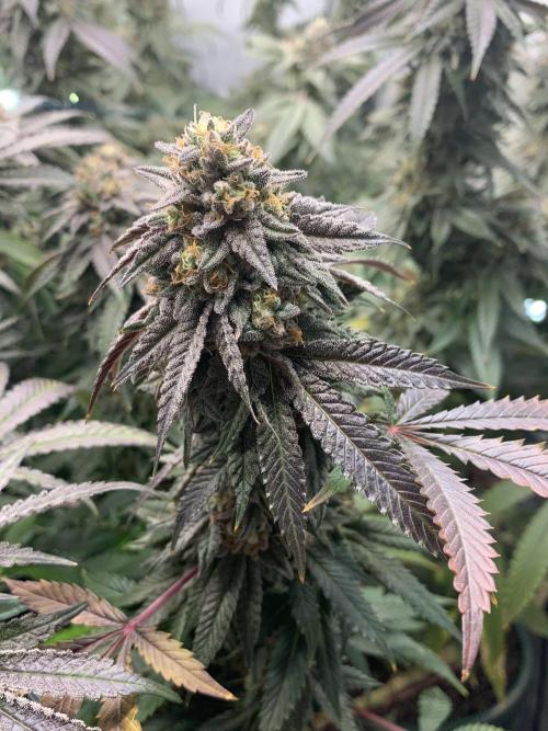 1.Bonsai: Lemon Cherry Runtz✌️. Week 28 - 25.5.