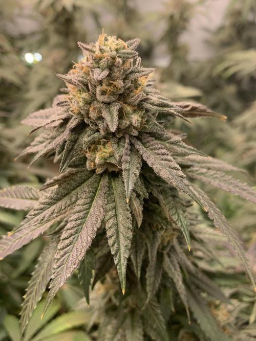 1.Bonsai: Lemon Cherry Runtz✌️. Week 28 - 25.5.