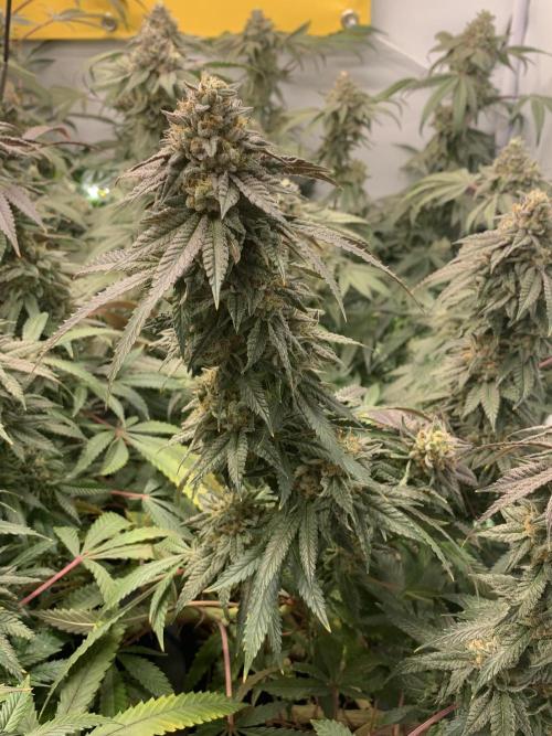 1.Bonsai: Lemon Cherry Runtz✌️. Week 28 - 25.5.