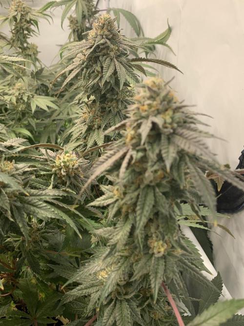 1.Bonsai: Lemon Cherry Runtz✌️. Week 28 - 25.5.