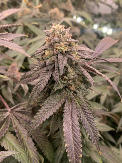 1.Bonsai: Lemon Cherry Runtz✌️. Week 28 - 25.5.