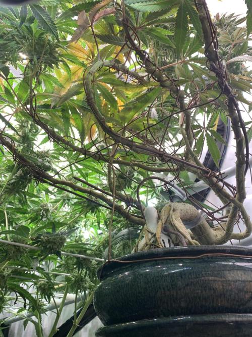 1.Bonsai: Lemon Cherry Runtz✌️. Week 28 - 25.5.