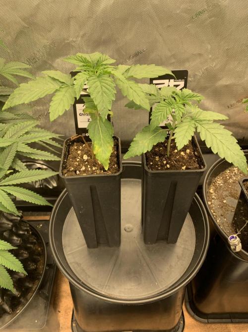 8.Grow: Z42. Week 2 - 25.5.