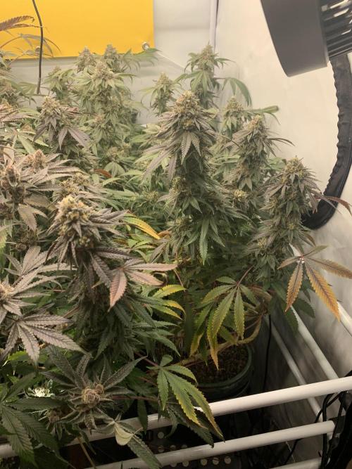 1.Bonsai: Lemon Cherry Runtz✌️. Week 28 - 28.5.