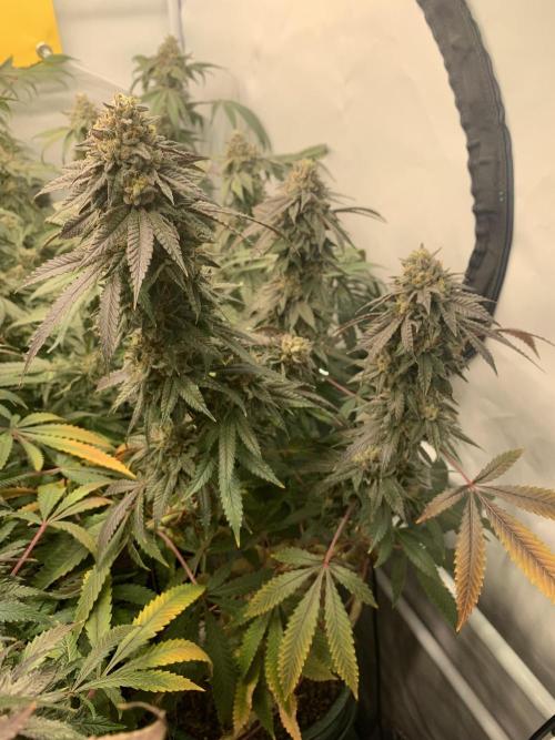 1.Bonsai: Lemon Cherry Runtz✌️. Week 28 - 28.5.