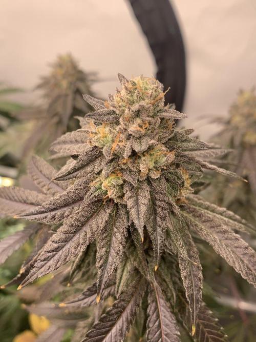 1.Bonsai: Lemon Cherry Runtz✌️. Week 28 - 28.5.