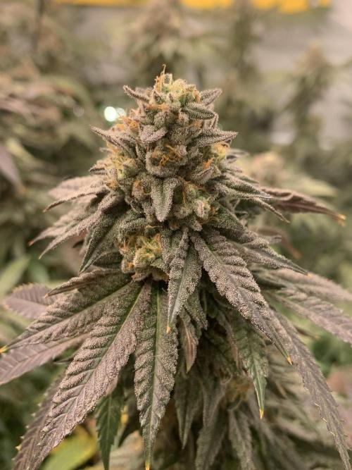1.Bonsai: Lemon Cherry Runtz✌️. Week 28 - 28.5.