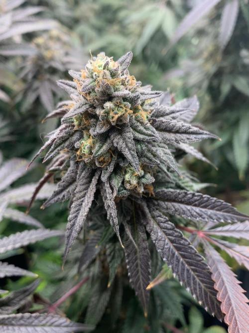 1.Bonsai: Lemon Cherry Runtz✌️. Week 28 - 28.5.