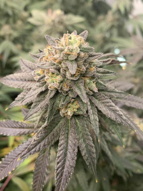 1.Bonsai: Lemon Cherry Runtz✌️. Week 28 - 28.5.