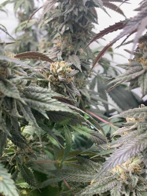 1.Bonsai: Lemon Cherry Runtz✌️. Week 28 - 28.5.
