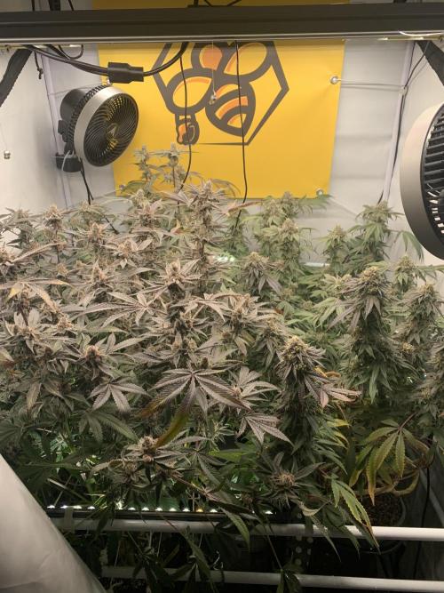 7.Grow: Kmintz & Radical Juice. Week 20 - 28.5.