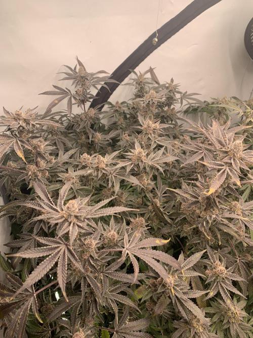 7.Grow: Kmintz & Radical Juice. Week 20 - 28.5. Radical Juice #1