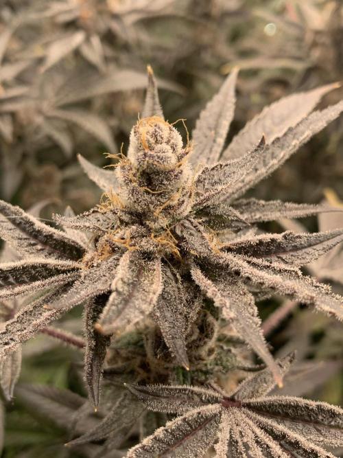 7.Grow: Kmintz & Radical Juice. Week 20 - 28.5. Radical Juice #1