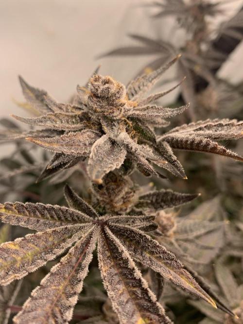 7.Grow: Kmintz & Radical Juice. Week 20 - 28.5. Radical Juice #1
