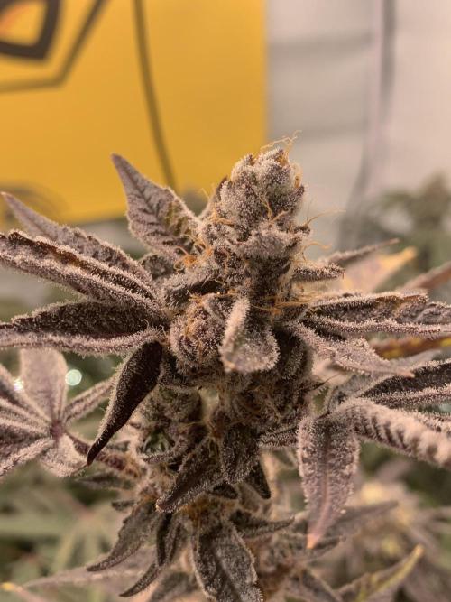 7.Grow: Kmintz & Radical Juice. Week 20 - 28.5. Radical Juice #1
