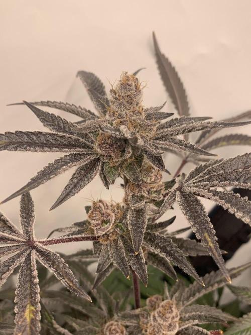 7.Grow: Kmintz & Radical Juice. Week 20 - 28.5. Radical Juice #1
