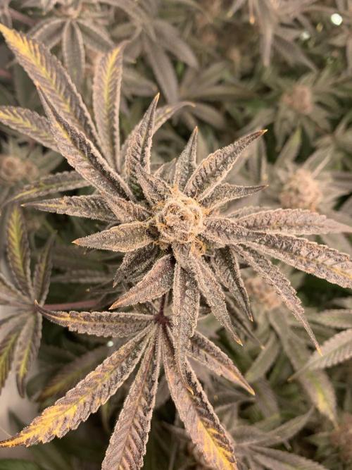 7.Grow: Kmintz & Radical Juice. Week 20 - 28.5. Radical Juice #1