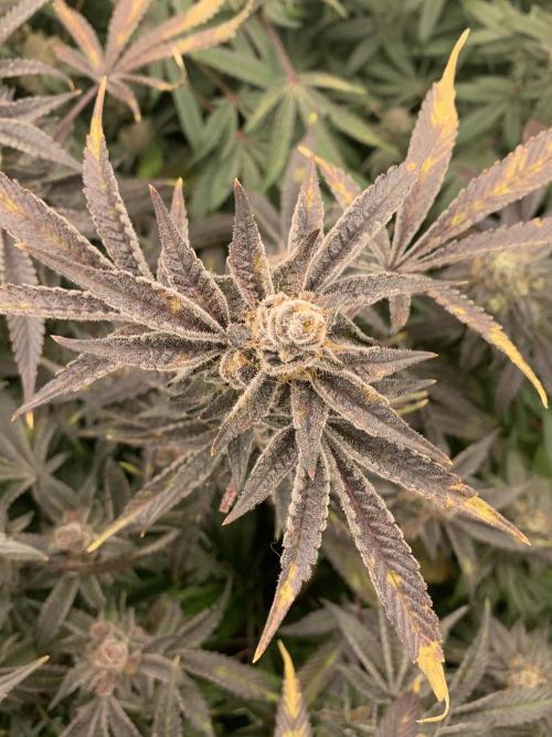 7.Grow: Kmintz & Radical Juice. Week 20 - 28.5. Radical Juice #1