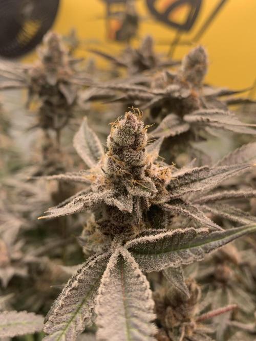 7.Grow: Kmintz & Radical Juice. Week 20 - 28.5. Radical Juice #1