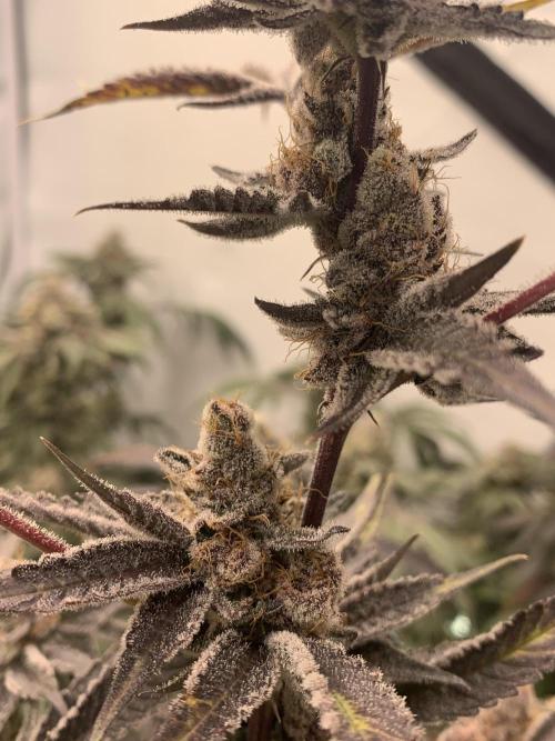 7.Grow: Kmintz & Radical Juice. Week 20 - 28.5. Radical Juice #1