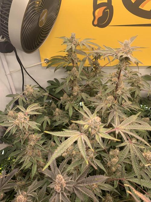7.Grow: Kmintz & Radical Juice. Week 20 - 28.5. Radical Juice #2
