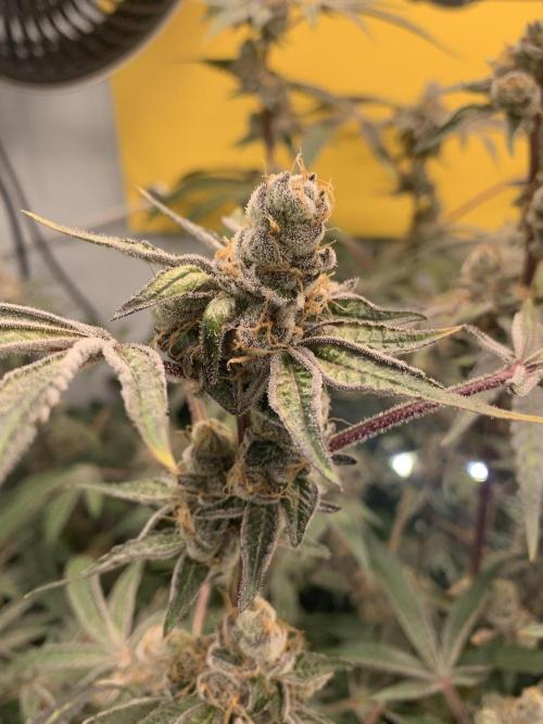 7.Grow: Kmintz & Radical Juice. Week 20 - 28.5. Radical Juice #2