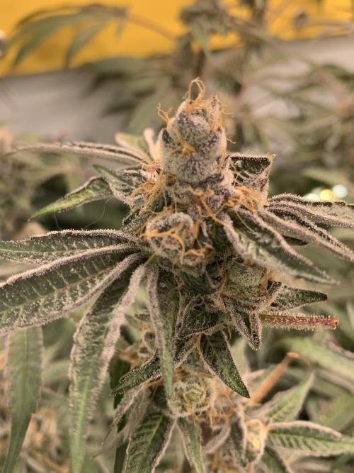7.Grow: Kmintz & Radical Juice. Week 20 - 28.5. Radical Juice #2
