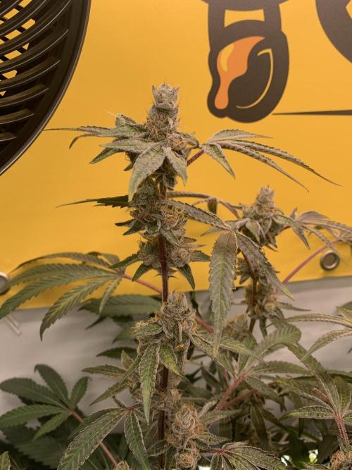 7.Grow: Kmintz & Radical Juice. Week 20 - 28.5. Radical Juice #2
