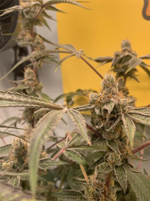 7.Grow: Kmintz & Radical Juice. Week 20 - 28.5. Radical Juice #2