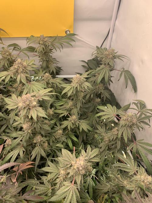 7.Grow: Kmintz & Radical Juice. Week 20 - 28.5. Kmintz 