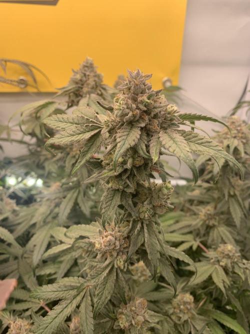 7.Grow: Kmintz & Radical Juice. Week 20 - 28.5. Kmintz 