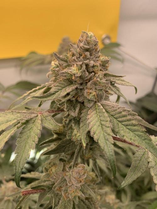7.Grow: Kmintz & Radical Juice. Week 20 - 28.5. Kmintz 