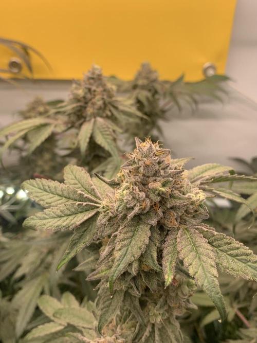 7.Grow: Kmintz & Radical Juice. Week 20 - 28.5. Kmintz 
