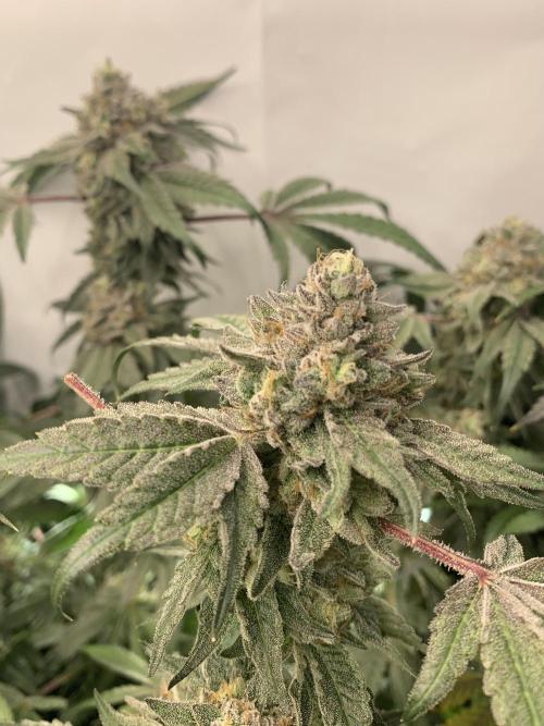 7.Grow: Kmintz & Radical Juice. Week 20 - 28.5. Kmintz 