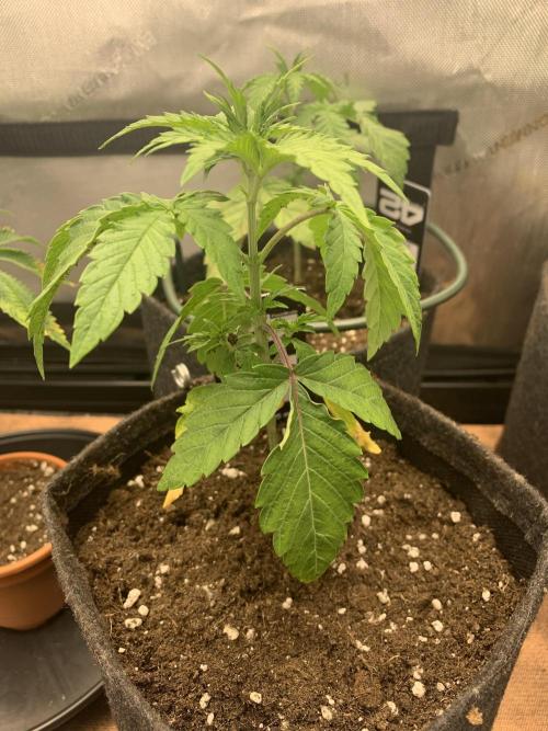 8.Grow: Z42. Week 3 - 31.5.