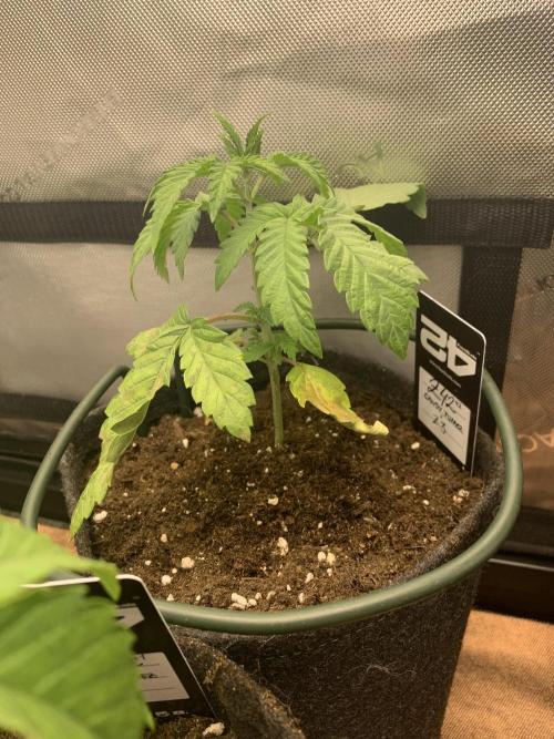 8.Grow: Z42. Week 3 - 31.5.