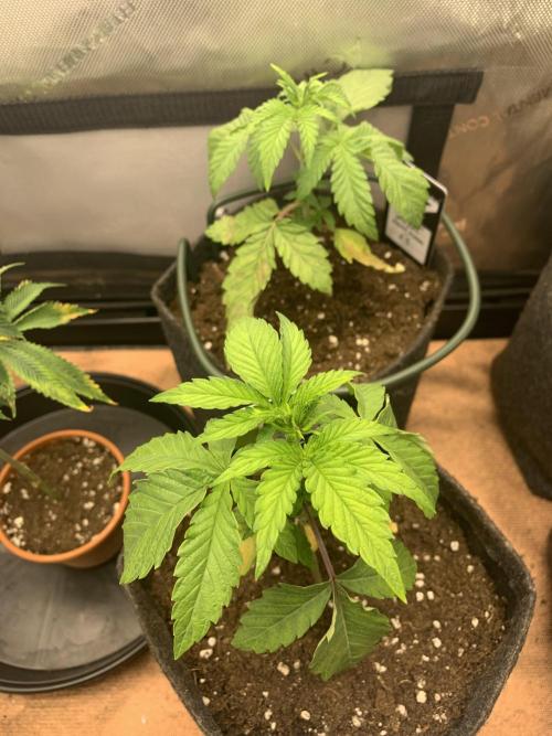 8.Grow: Z42. Week 3 - 31.5.