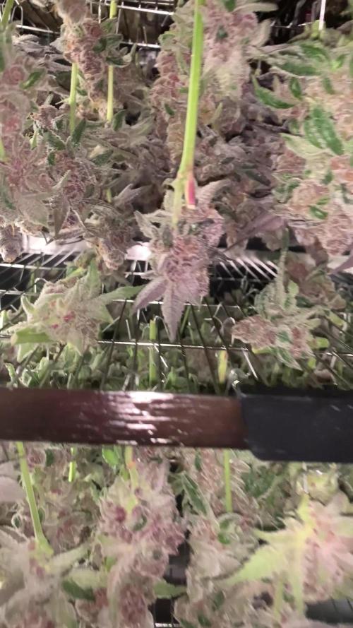 7.Grow: Kmintz & Radical Juice