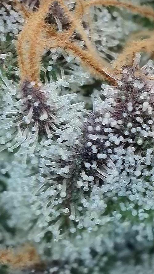7.Grow: Kmintz & Radical Juice. Week 20 - 30.5. Radical Juice #2