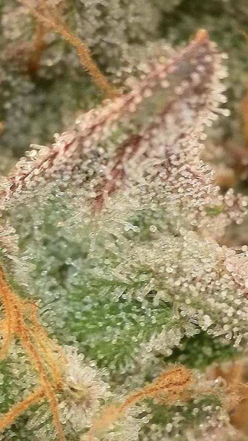 7.Grow: Kmintz & Radical Juice. Week 20 - 30.5.Kmintz 