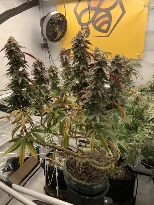 1.Bonsai: Lemon Cherry Runtz✌️. Week 29 - 3.6.