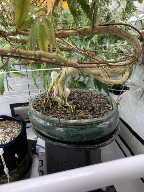 1.Bonsai: Lemon Cherry Runtz✌️. Week 29 - 3.6.
